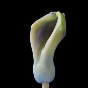 hyacinthknop (hyacinthus orientalis) 3-2013 4283